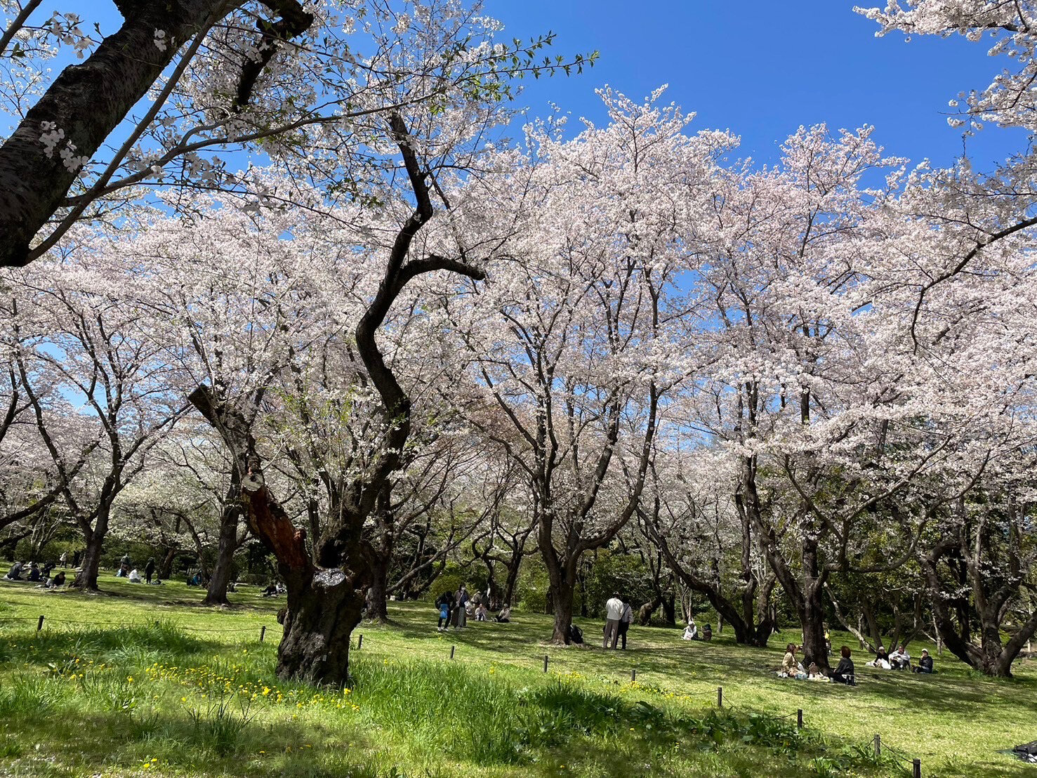 たくさんの桜の写真