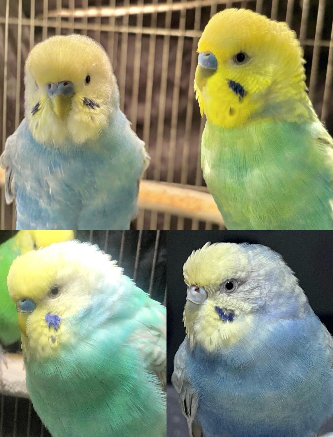 4羽のセキセイインコ