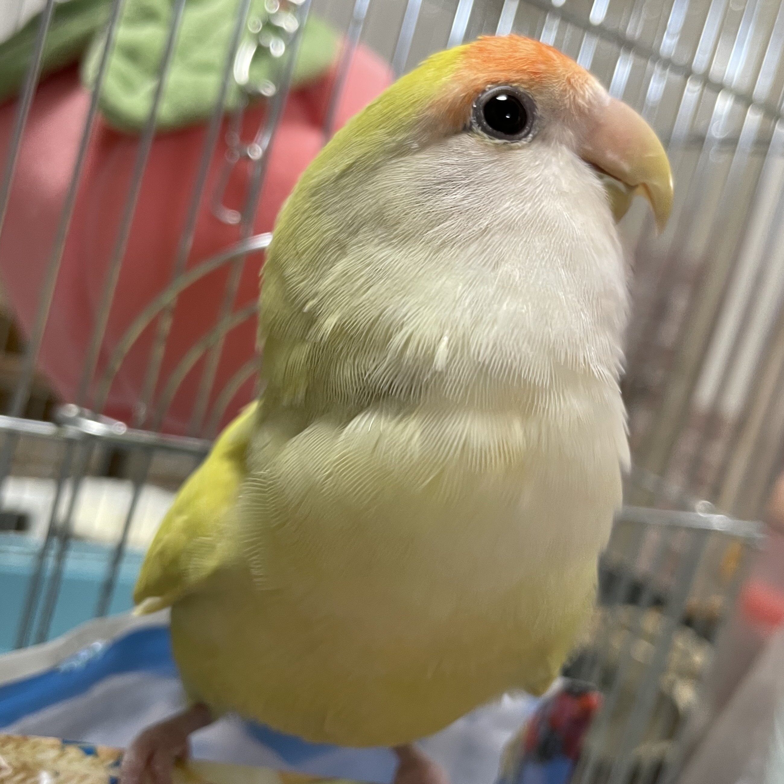 コザクラインコのぷりん(メス)