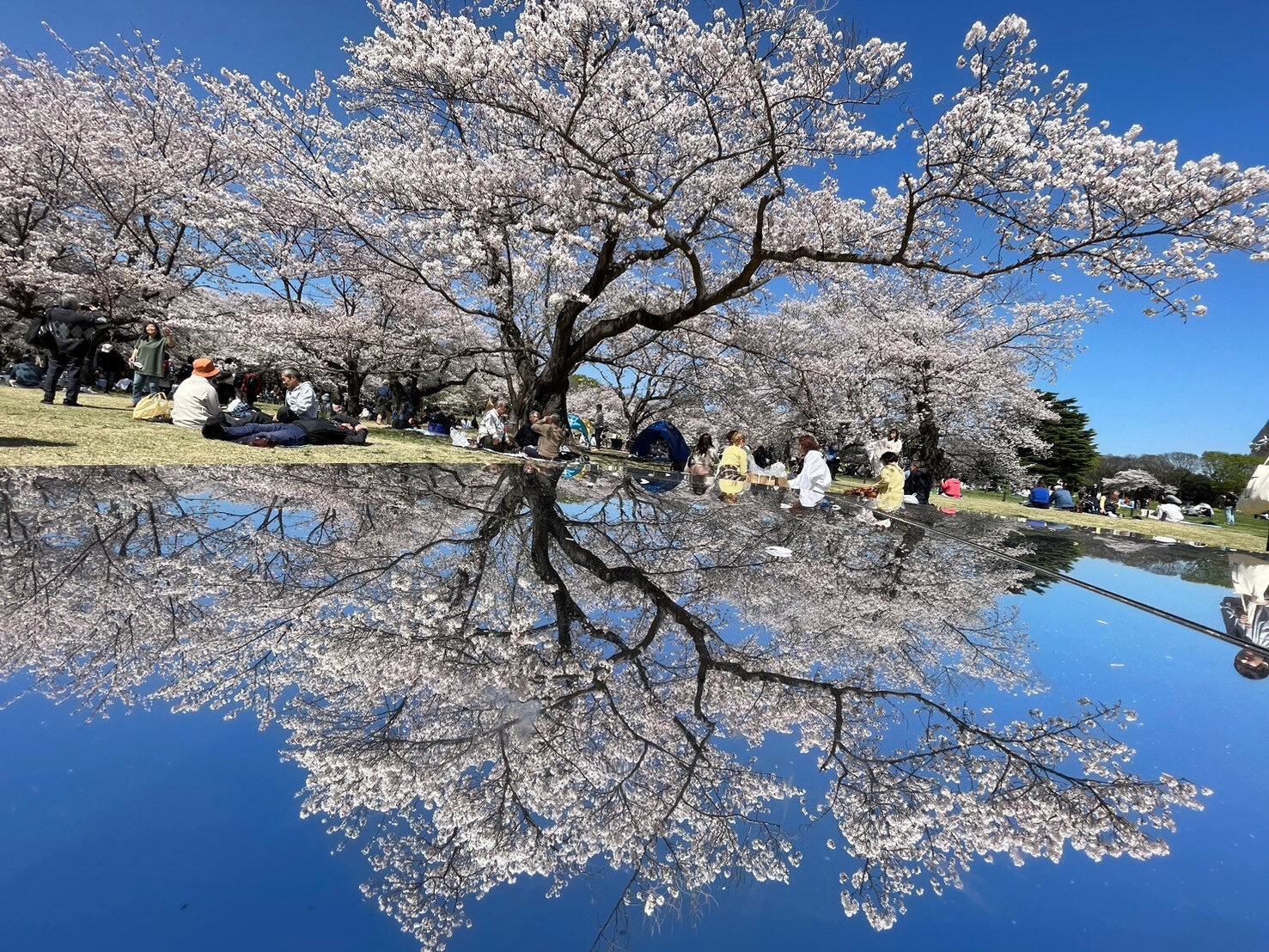 銀板に反射している桜の写真.jpg